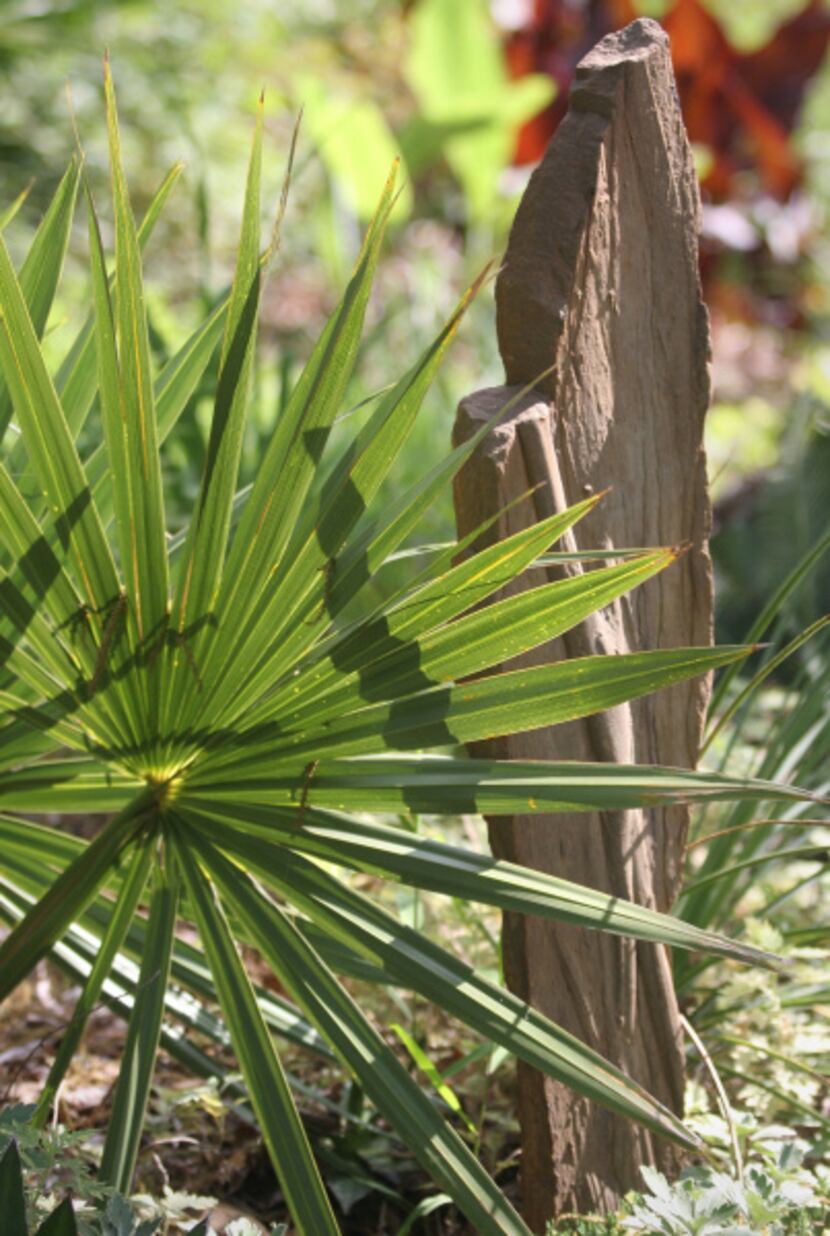 A Sabal minor palm growing next to a slab of sandstone in Matthew Nichols'  front yard garden.