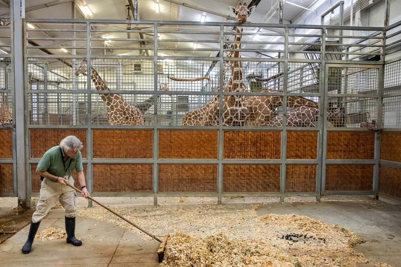 Giraffes keep an eye on Richard Cohen, 77, as he sweeps up their barn at the Dallas Zoo on...