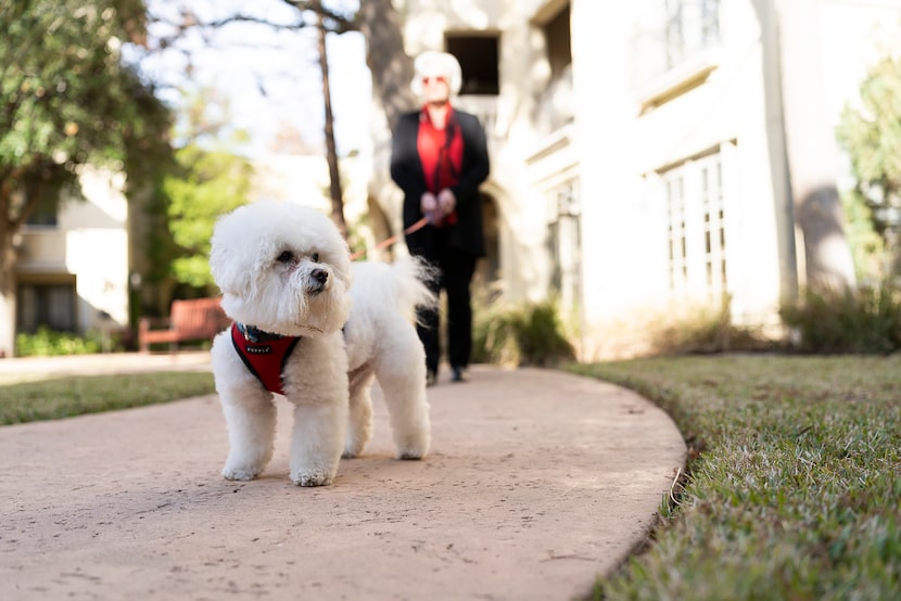 Woman walking small white dog outside