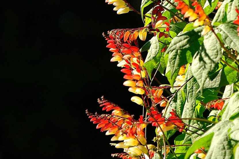 
Spanish flag is an annual vine that produces hundreds of colorful flower spikes, very...