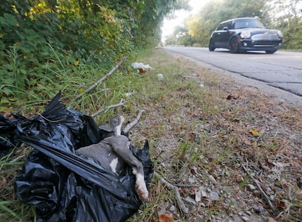 
A dog was disposed of in a garbage bag in a ditch along Dowdy Ferry Road in southeast...