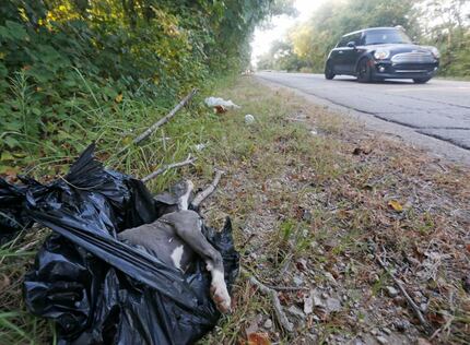 
A dog was disposed of in a garbage bag in a ditch along Dowdy Ferry Road in southeast...
