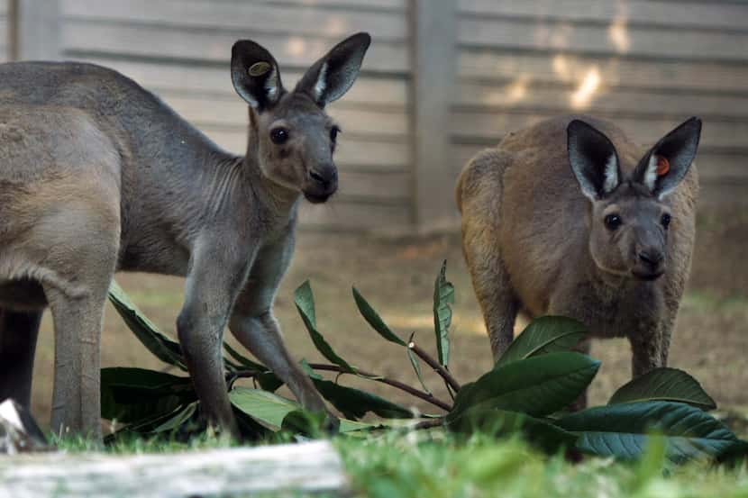  The Dallas Zoo welcomes brother and sister western grey kangaroos, Berry and Gidgee....