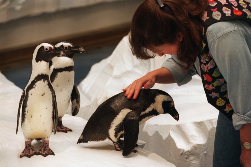 A 1995 photo shows black-footed penguins Weezer (left) and Pogo appearing to await their...