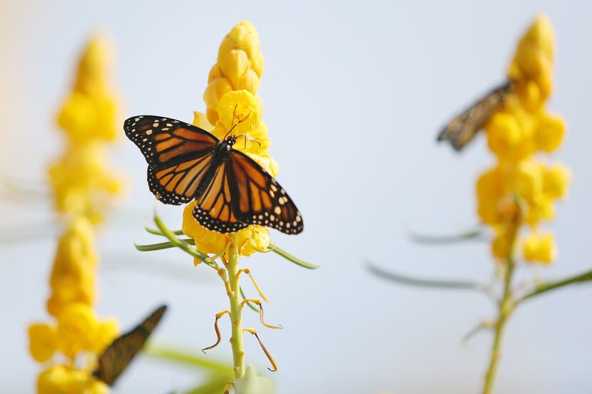 Monarch butterflies remain on a plant after being released during the Flight of the Monarch...