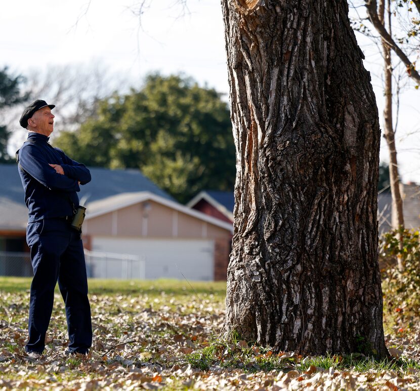 Garrett Boone, Mayor Eric Johnson’s “greening czar,”  looks up at the massive cottonwood...