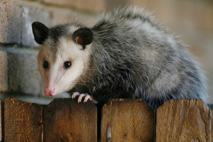 An opossums in a Texas yard.