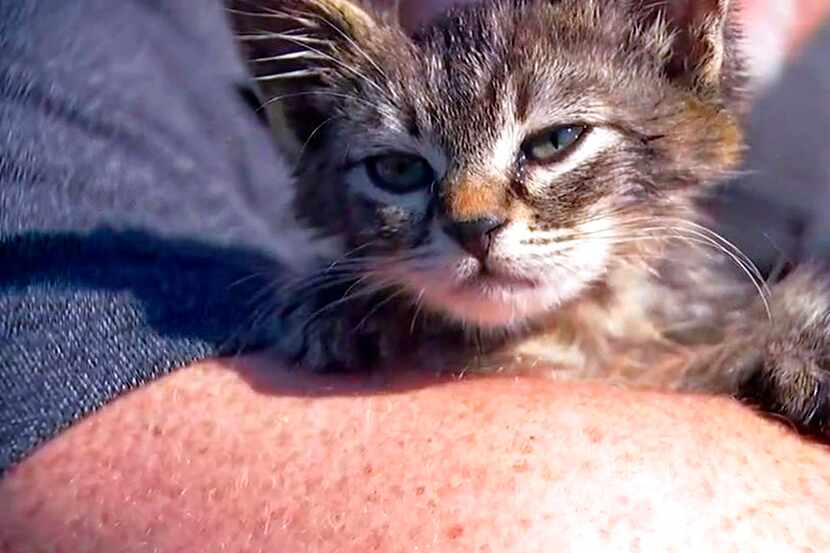 En esta imagen cortesía de Fox 12 Oregon, se muestra a un pequeño gatito que fue rescatado...