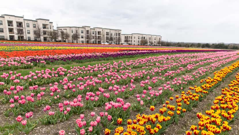 Los tulipanes plantados por Poston Gardens de Waxahachie estallan de color en un campo...