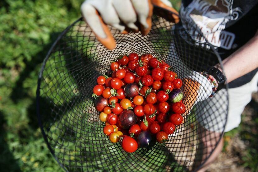 Volunteer Karen Raley of Dallas displays cherry tomatoes she picked at Bonton Farm-Works.