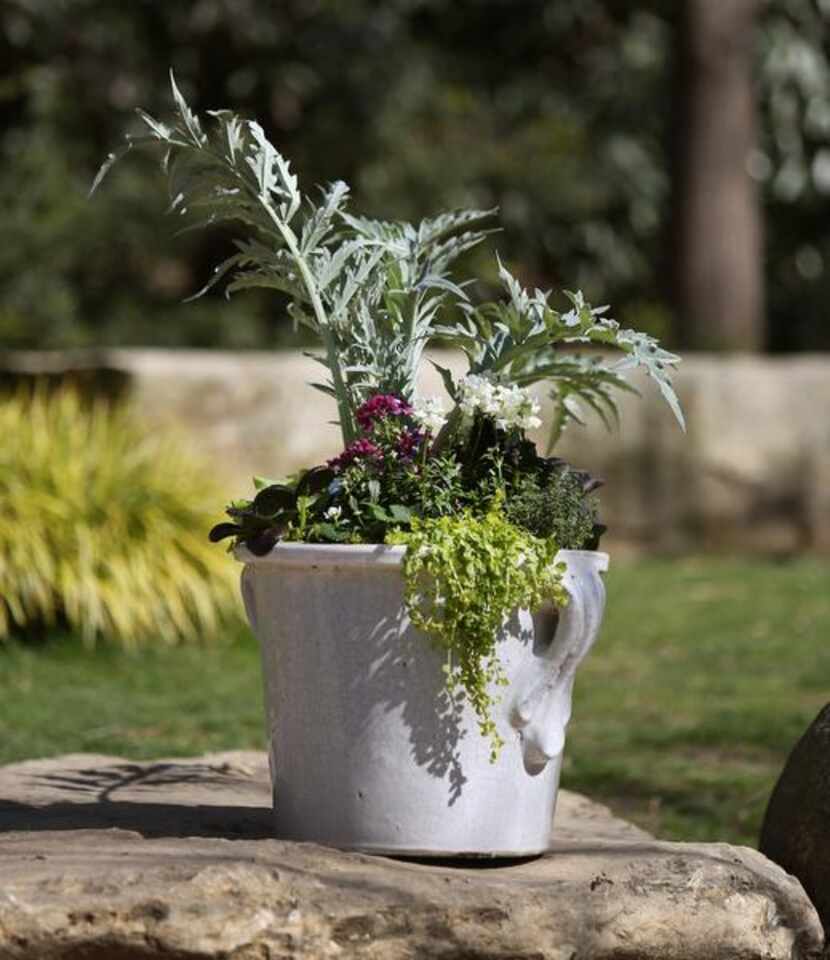 
Harvest Bok Choy featuring: Cardoon (tall silvery green plant in back); Bok Choy (dark...