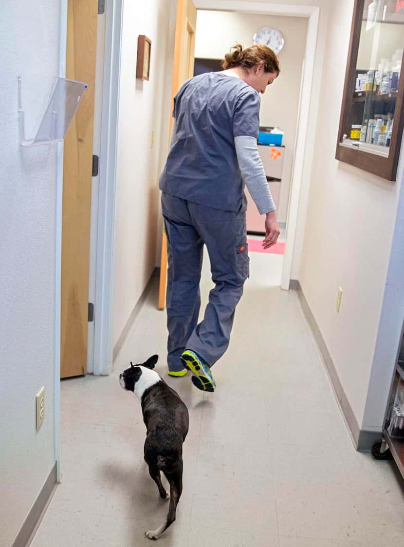 
Brittney Barton walks ahead of Benny, a 9-year-old Boston terrier, following his...
