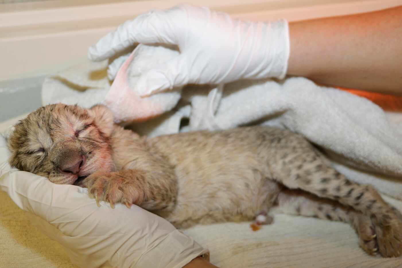 Lion cub Bahati Moja was born March 17 at the Dallas Zoo. She weighed at 2.8 pounds at birth.