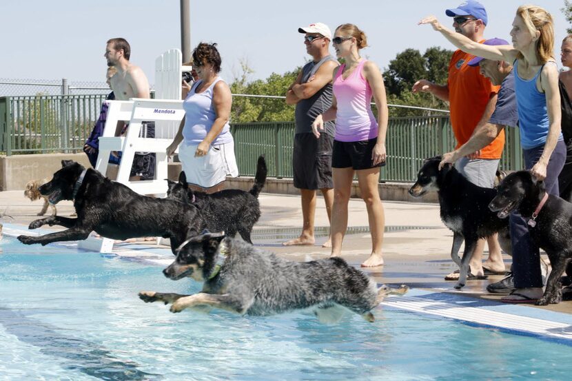 Dozens of dogs and their owners came out to Pleasant Glade Pool for "Doggie Dive In" in...