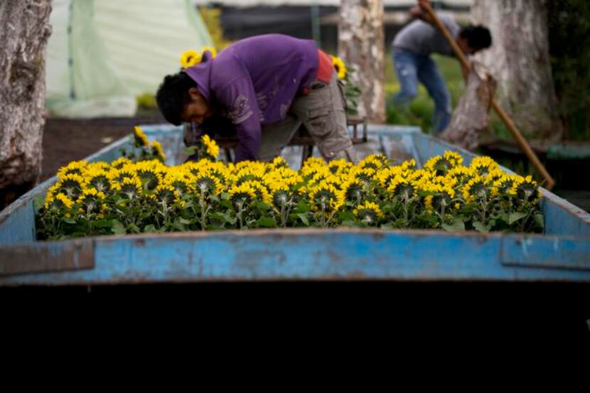 
A young man loads sunflowers into a boat to take them from a canal-side farm to a market...