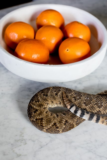 A dead rattlesnake will eventually become a hatband for one of the Bettingers.