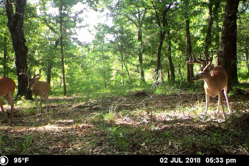 Wildlife biologists at Gus Engling WMA say there are some good deer in the woods this year...