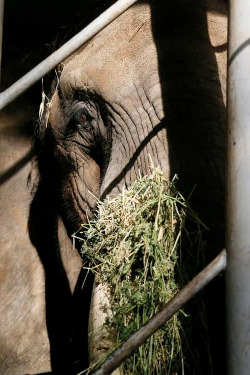 
Staffers feed Mama a special diet enriched with high-protein, high-calorie grains and hay...