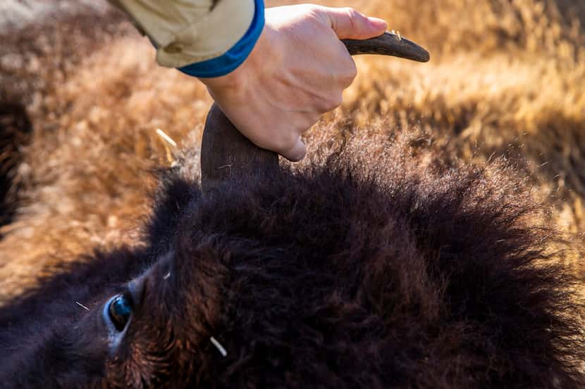 A man touches the horn of bison 26 shortly after her death during a bison field harvest...