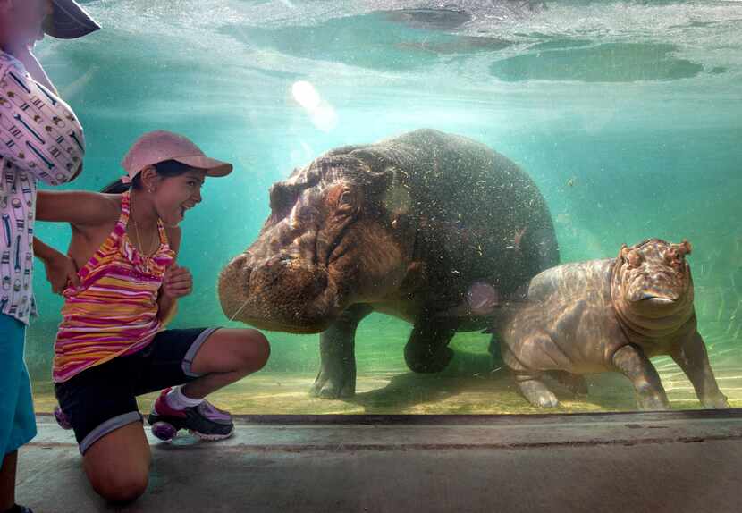 Four-year-old Dylan Gutierrez (left) and 10-year-old Melanie Gutierrez greet hippo Boipelo...