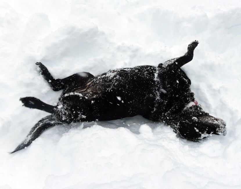  Annie, a black lab, makes her style of snow angels in a Chambersburg, Pa., parking lot...