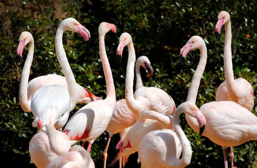 Greater flamingos inhabit the African savanna section of the Fort Worth Zoo, along with...
