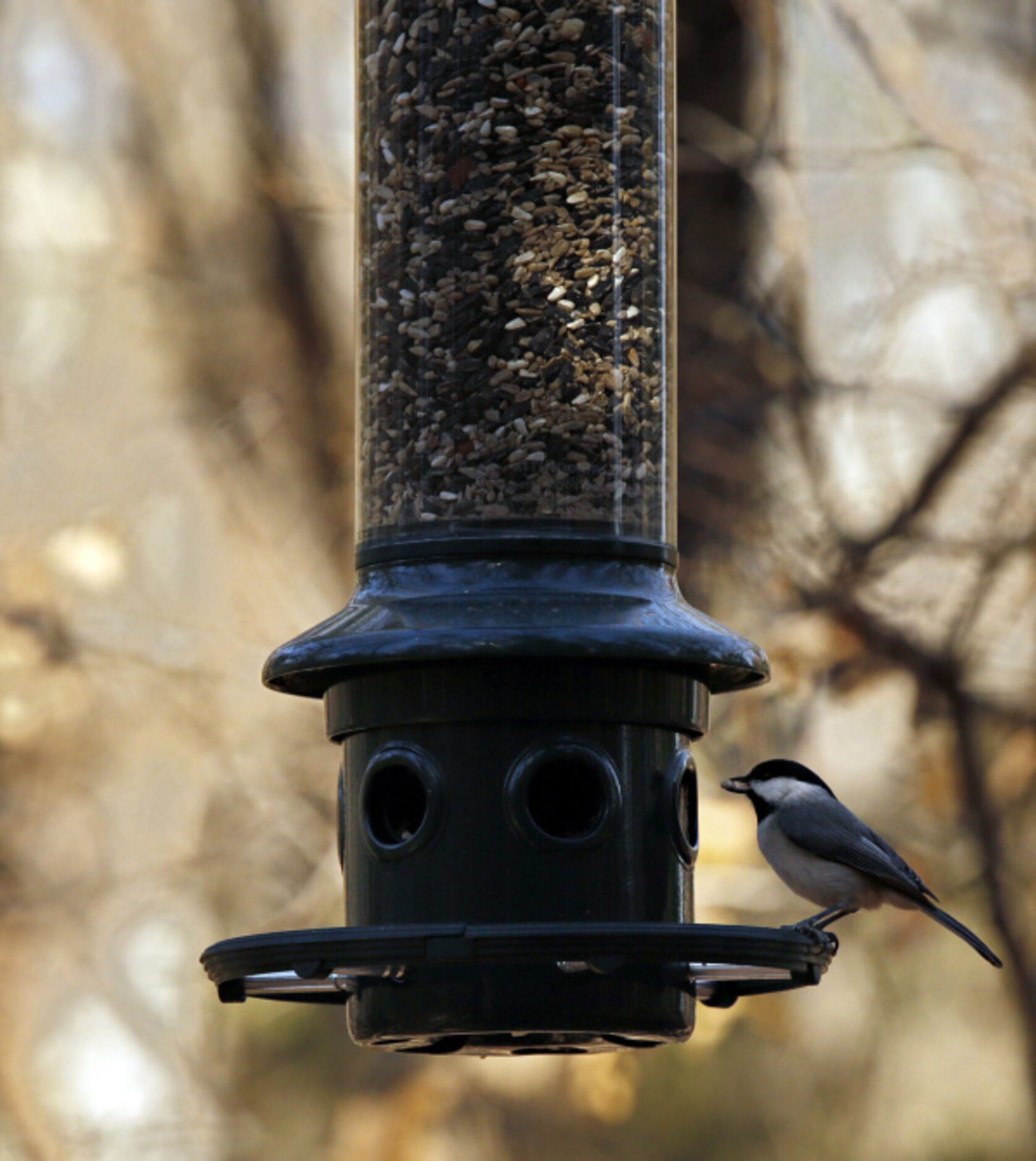 A Carolina Chickadee eats from a feeder at the Dogwood Canyon Audubon Center at Cedar Hill.