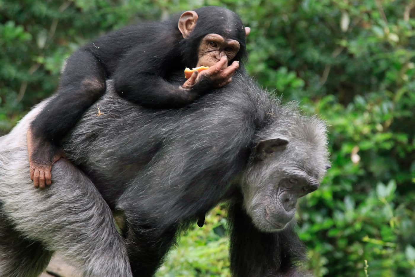 Ramona carries Mshindi on her back at the Dallas Zoo. The young chimp is 4-years-old. 