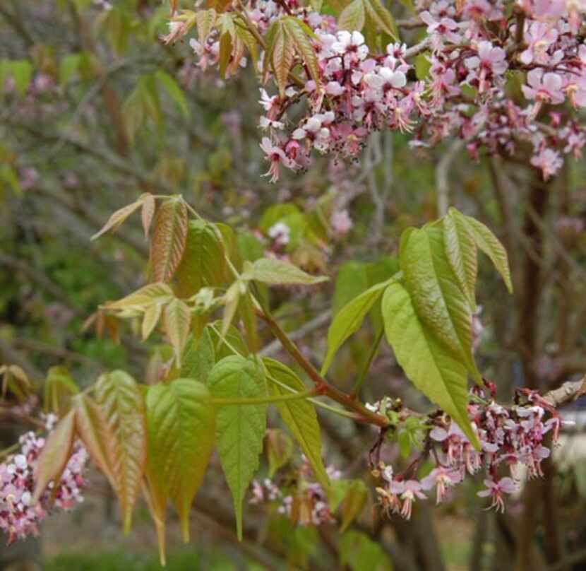 Mexican buckeye tree 