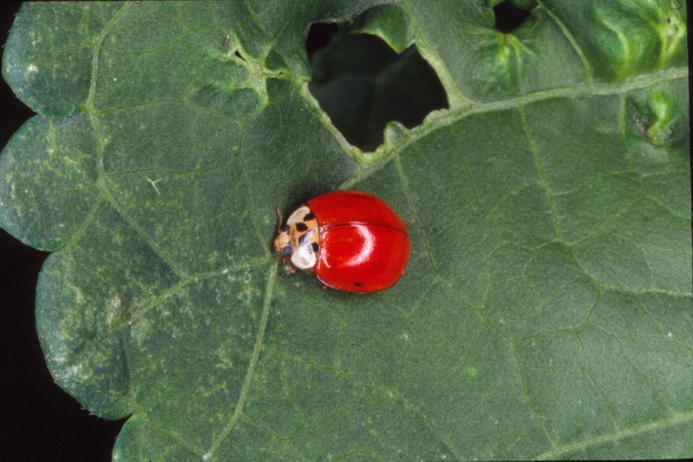 The beneficial Asian ladybug comes in a wide variety of colors and patterns. Notice the...