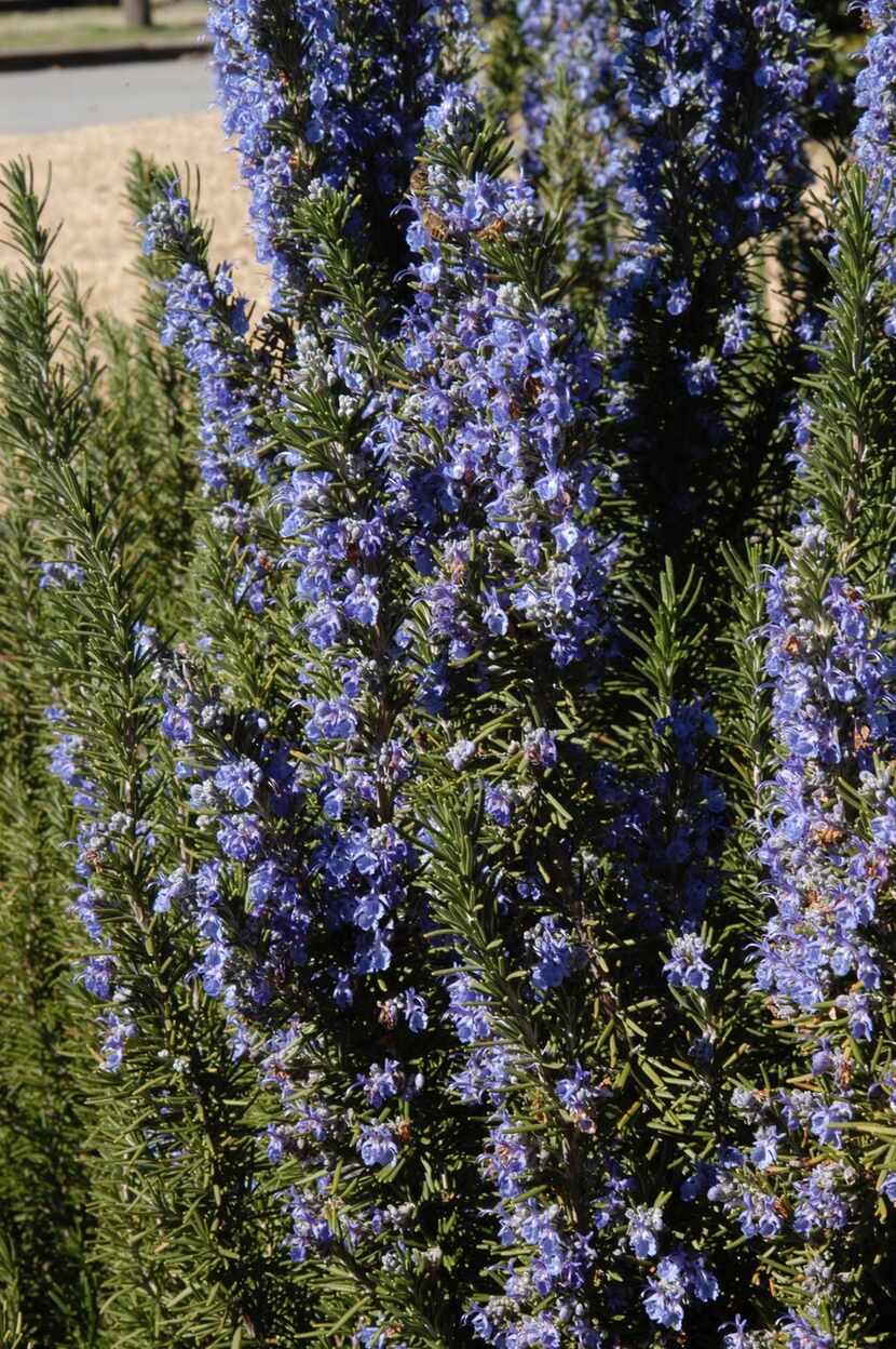 Rosemary flowers and foliage are edible. The plant can be used for food seasoning and tea.