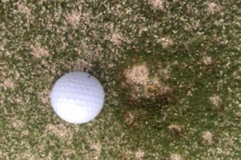 A golf ball sits beside one of the divots in a green created by a hail stone the size of a...