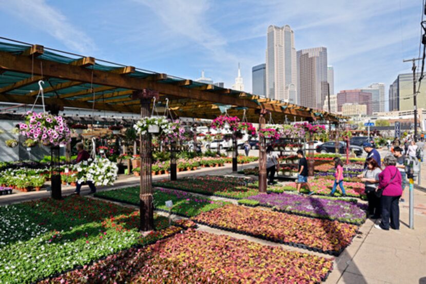 Se llevará a cabo el Festival de la Sandía en el Farmer’s Market de Dallas. (Ben...