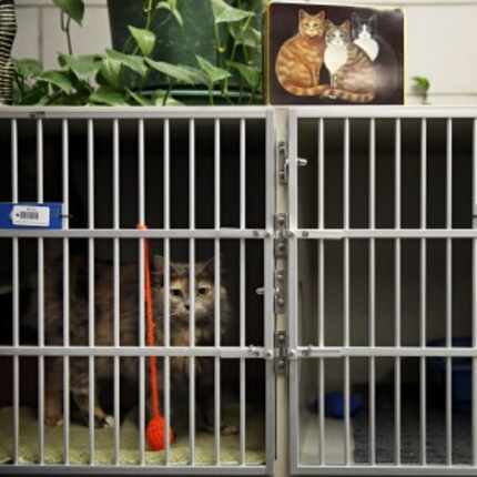  A cat peers out from its cage at Dallas Animal Services on Thursday. (G.J. McCarthy/The...
