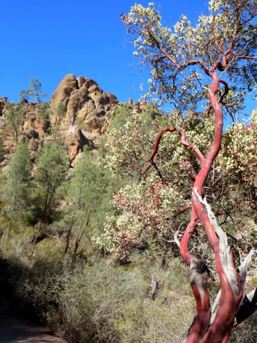 At Pinnacles National Park, which is east of California's Salinas Valley in the Gabilan...