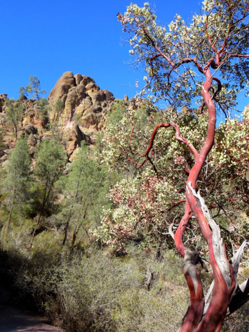 At Pinnacles National Park, which is east of California's Salinas Valley in the Gabilan...