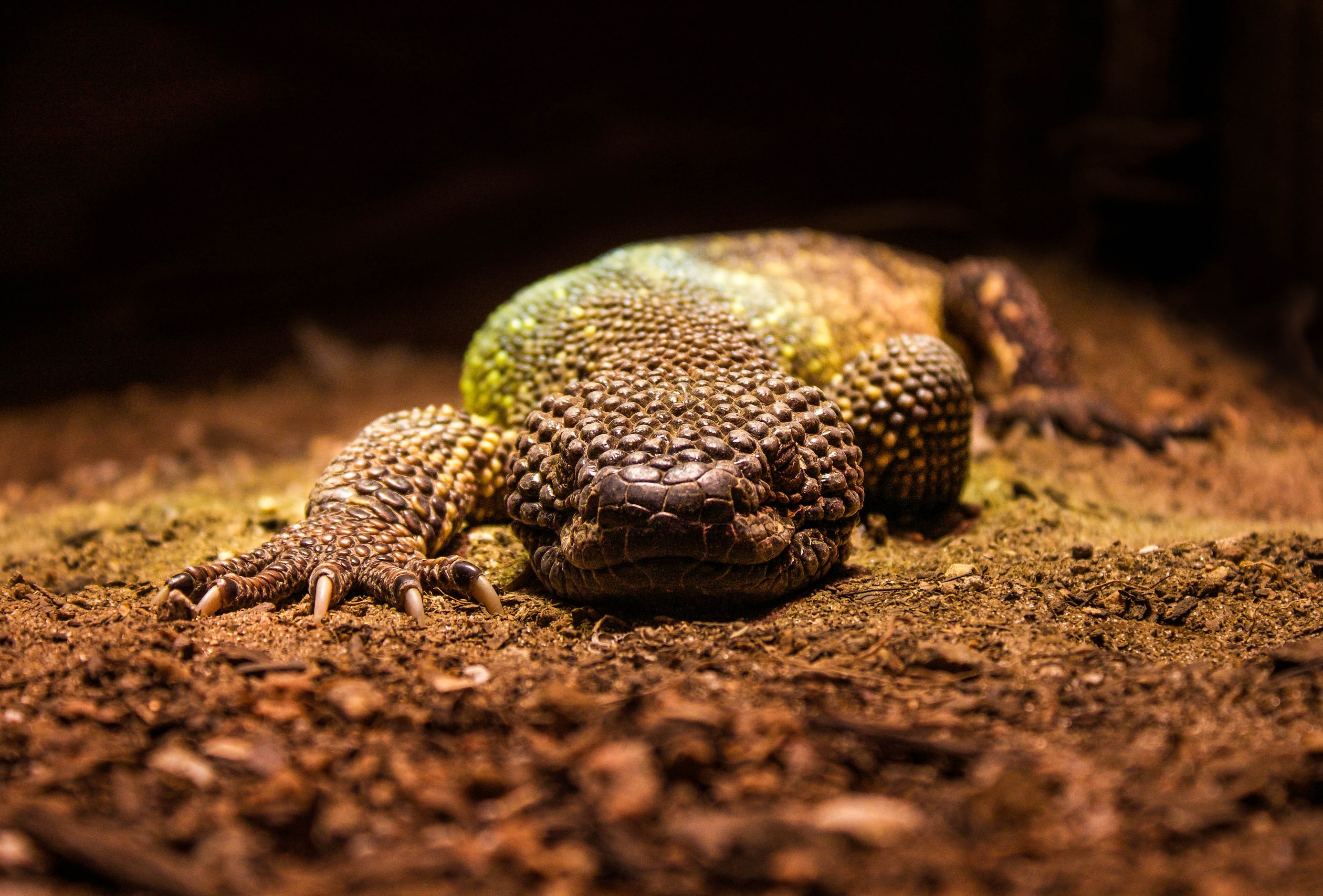 "Dallas Zoo Lizard" by Jodee Mahurin. 