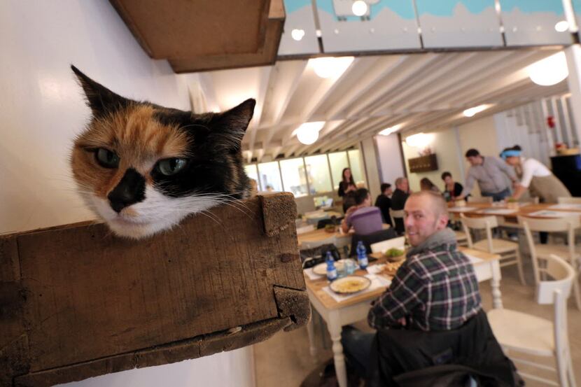 The first cat cafe was opened in Taiwan in 1998, followed by others in various European...