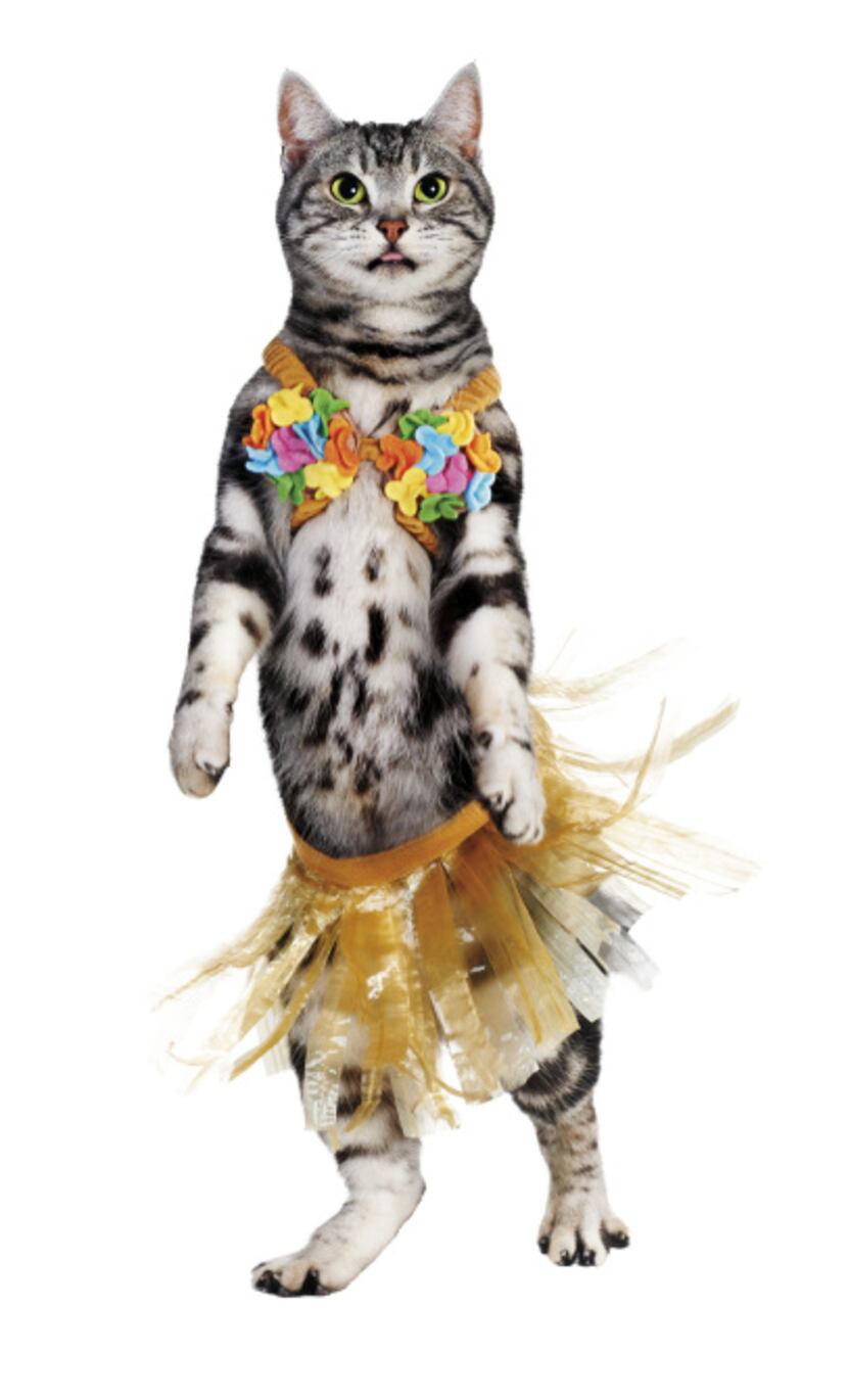 Petco's hula girl is secured with Velcro straps. One size fits most. Suggested retail $9.99.