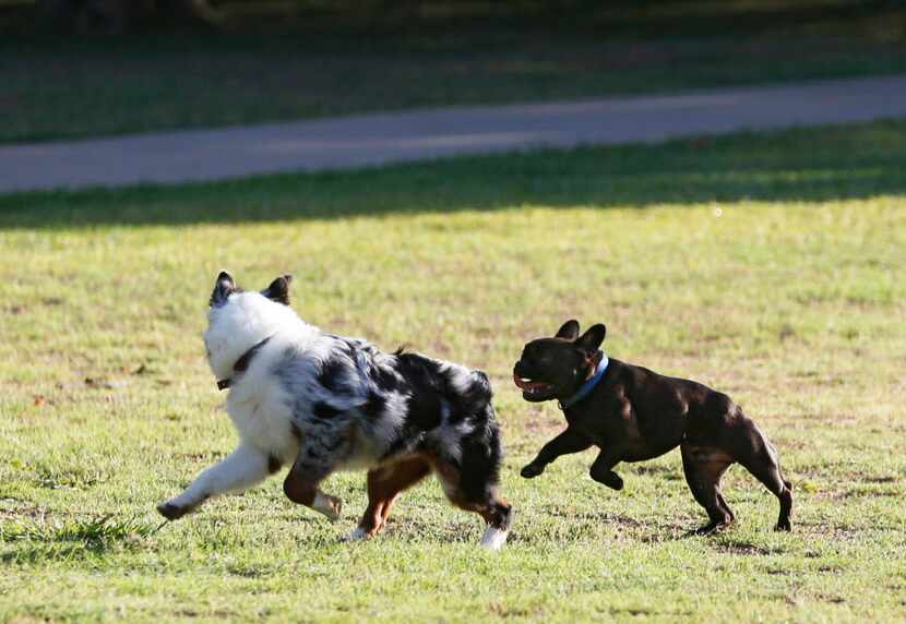  Dogs run unleashed at Reverchon Park in Dallas one July morning. Reverchon is one of the...