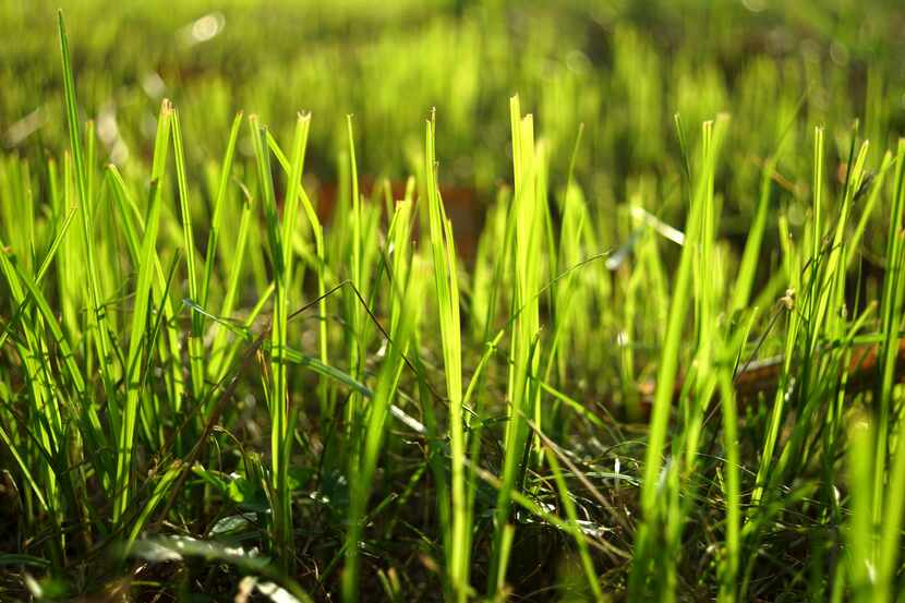 August is the time to start planting warm-weather grasses.