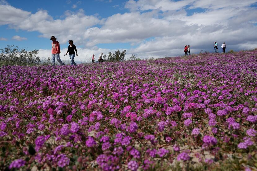 People walked among wildflowers in bloom near Borrego Springs, Calif., on March 6. 
