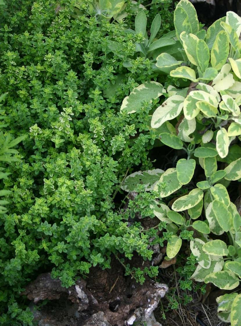
Thyme is a family of low-growing perennials. Here it’s paired with golden sage.
