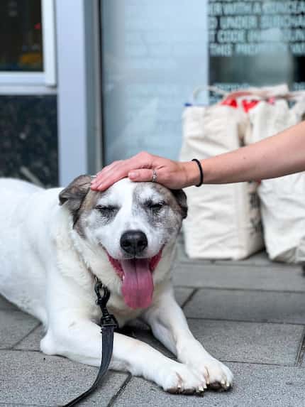 A line of Dallas Morning News staffers formed to take turns petting Patches and getting a...