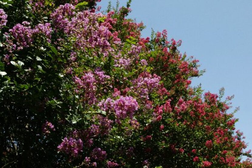 Crepe myrtle