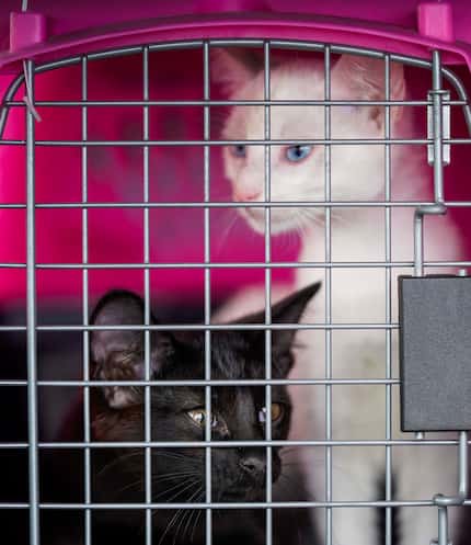 Ebony and Ivory, two feline brothers, looked out from their carrier after Dallas Animal...