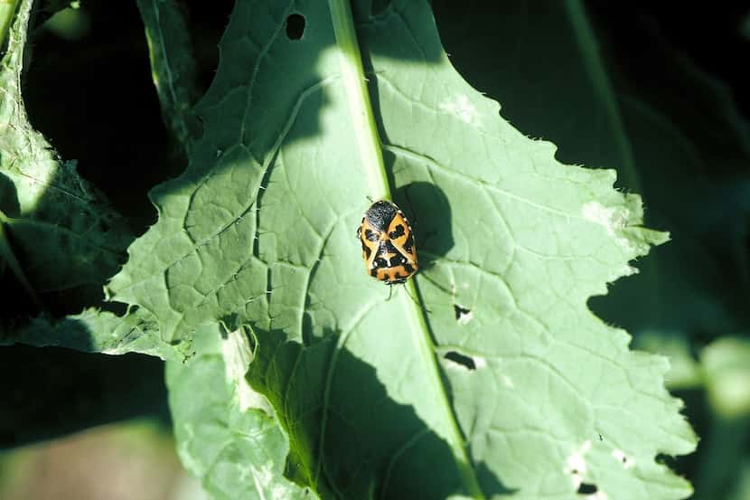 Harlequin bugs can destroy a garden in a hurry. But they are actually just trying to tell...