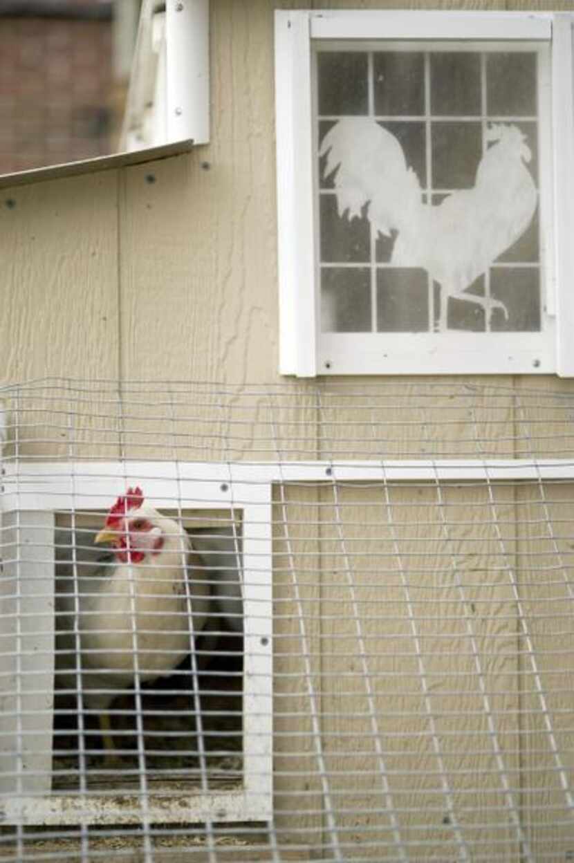 
The annual Peep at the Coops tour of city chicken habitats is Sunday. Start at Stonewall...