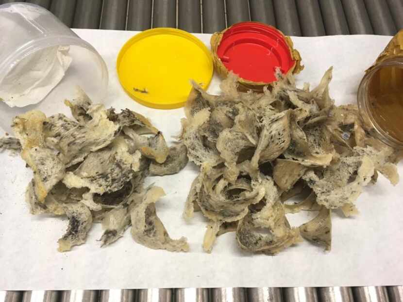 A passenger traveling to DFW International Airport from Vietnam had 63 pieces of bird's nest...