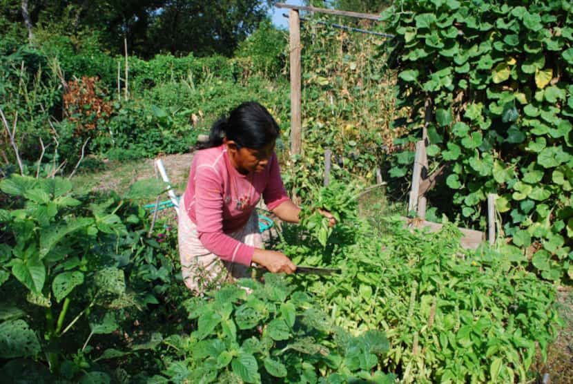 Buddi Rai, an ethnic Nepali from Bhutan, harvests crop from a plot at the Live Oak Community...